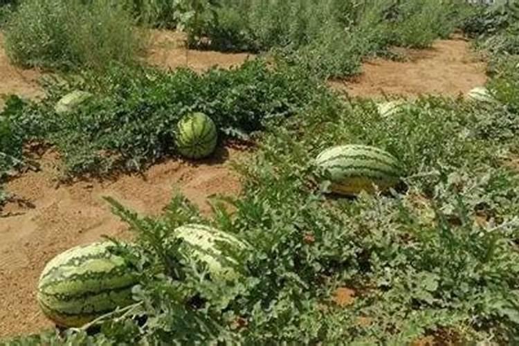 沙土地改良最佳方法