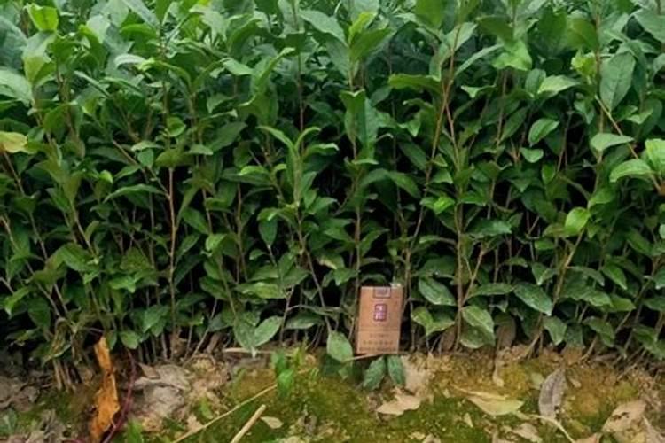 茶树生长对土壤的要求之一是喜什么,对肥料有什么要求