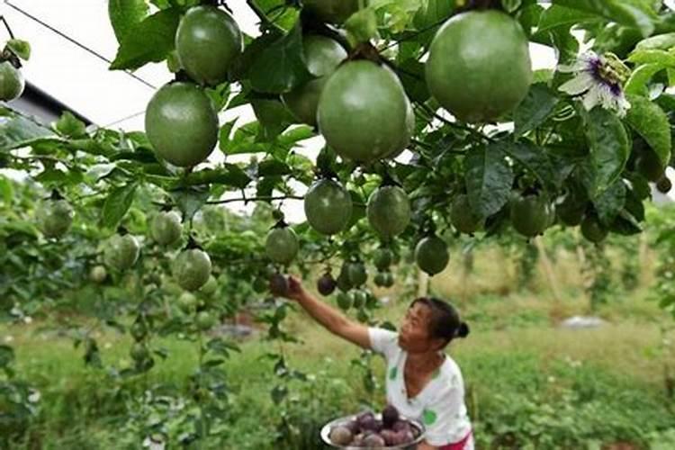 氟啶胺柑橘注意事项