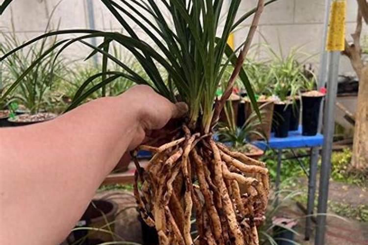 兰花种的时候用点草木灰可以不？