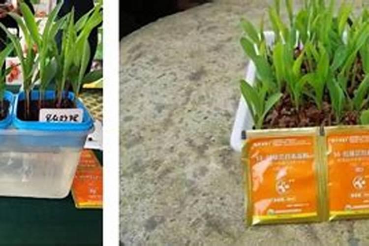 如何用芸苔素拌玉米种