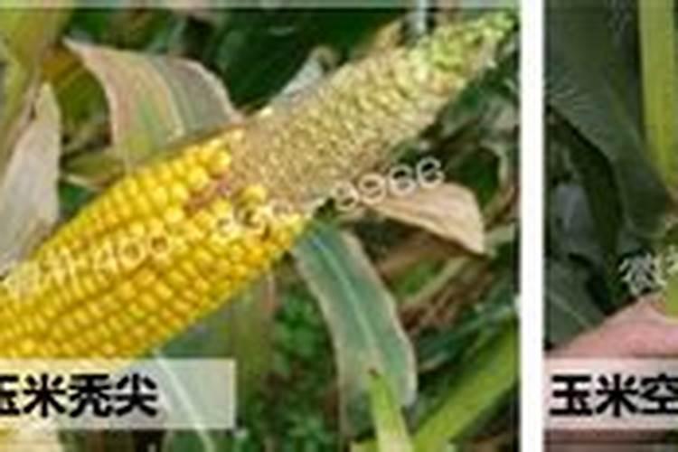 秋天适合种什么菜