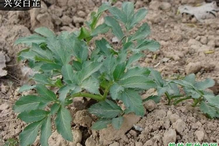 中药材什么时候打根茎块膨大素？中药材专用根茎块膨大素哪个好？