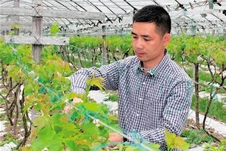 韭菜喜欢酸性土壤还是碱性土壤