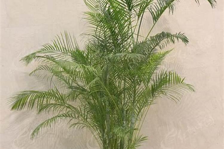 散尾葵的养殖方法