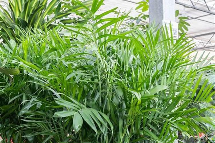 散尾葵叶子发黄干枯怎么办