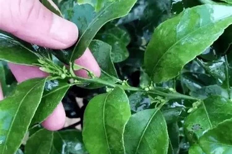 春季柑橘琳树发芽前可以喷施硼肥吗？