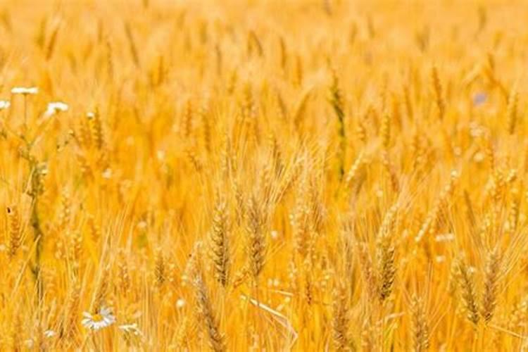 月季花施磷酸二氢钾肥料的正确用法