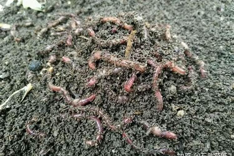 蚯蚓粪肥力能维持多久