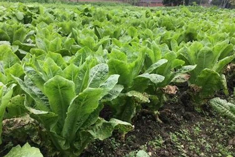 莴笋的生长期内叶子要不要摘