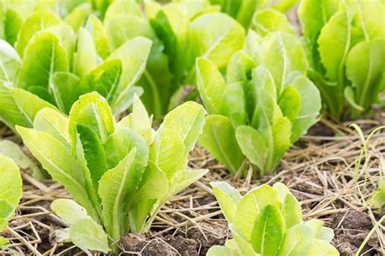 莴笋喷磷酸二氢钾叶面肥有什么效果