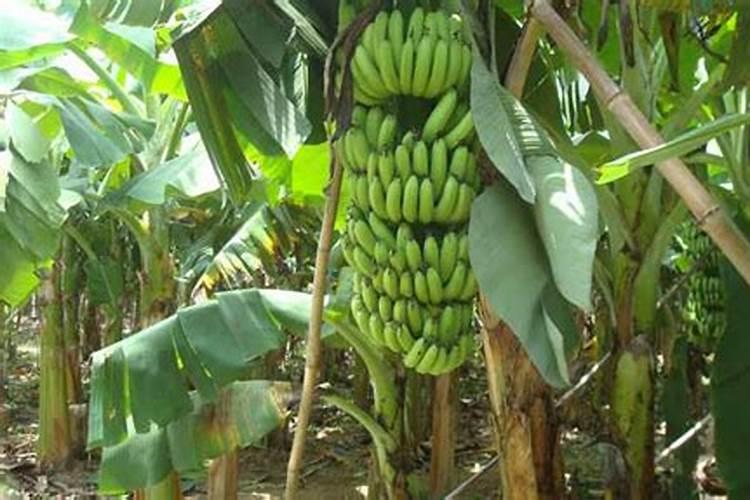 香蕉栽培初期、中期、末期肥料应该施些什么肥？