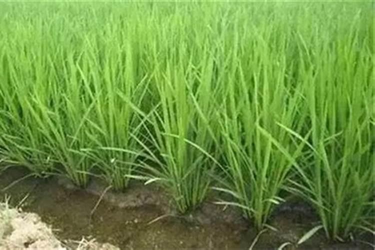 蔬菜作物氮素过多有哪些症状？怎样防治？