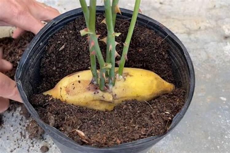 香蕉如何科学施肥,施什么肥好,施肥技巧