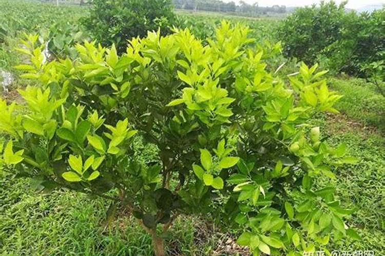 芸苔素抗旱最有效三个方法