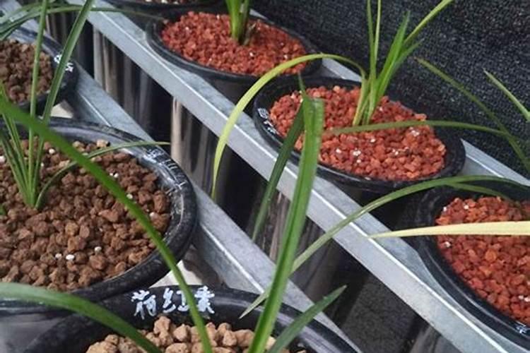 云南核桃几月份成熟