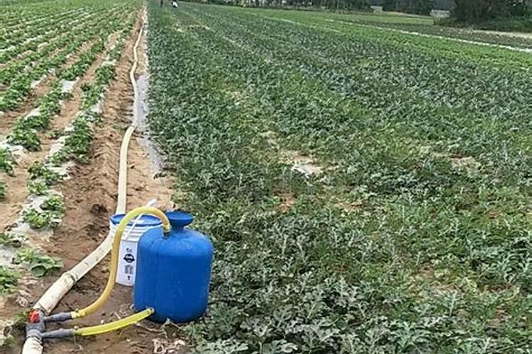 种一亩红薯成本是多少？效益如何