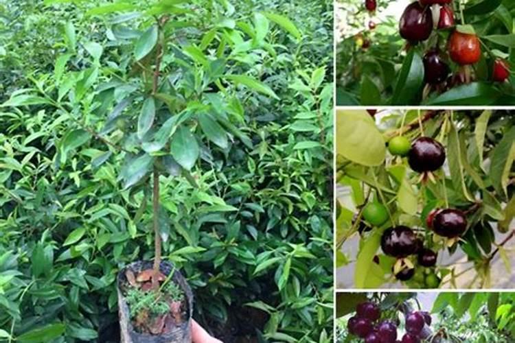 如何种植车厘子