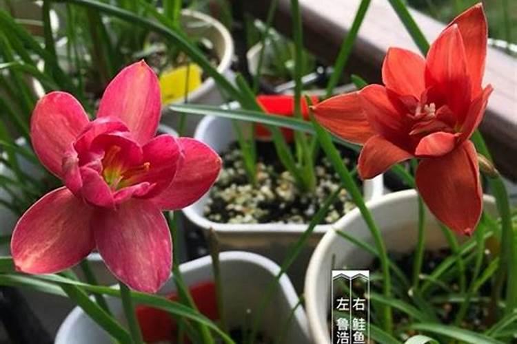 风雨兰促花方法与催花技巧