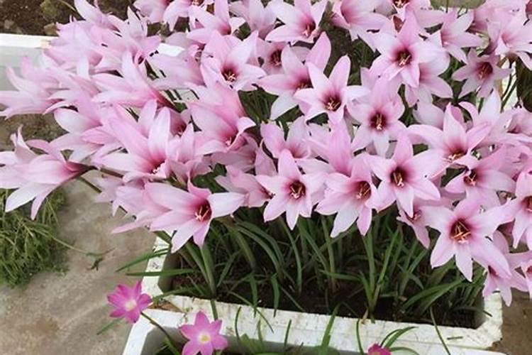 风雨兰促花方法与催花技巧