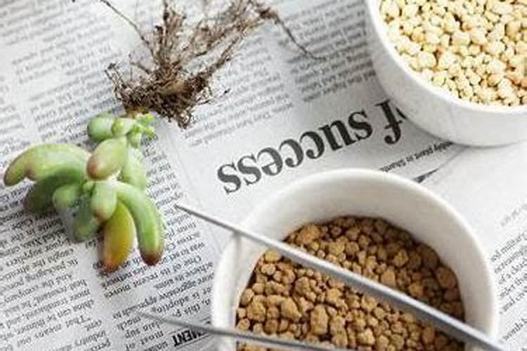 网购的多肉上盆能用多肉控释肥吗