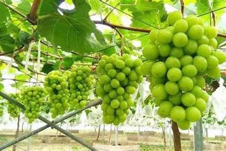 葡萄什么时候用冲施肥着色,增甜效果最好