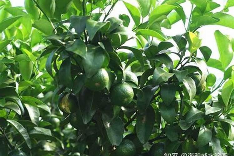 生根粉怎样喂苹果树？