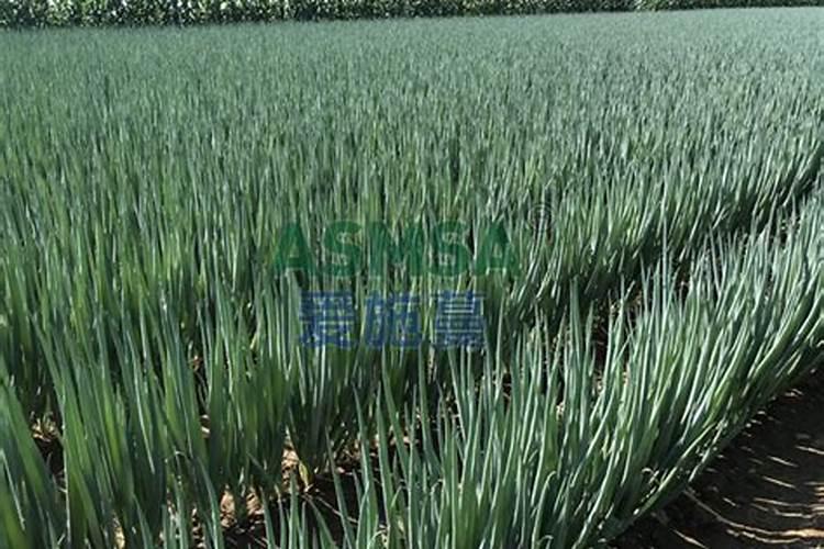 7月份可种哪些蔬菜