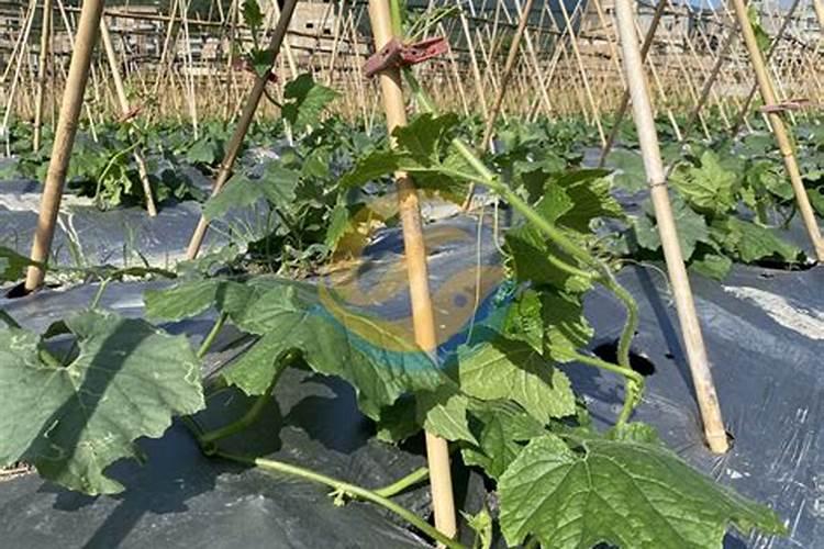 冬瓜如何施肥才能高产