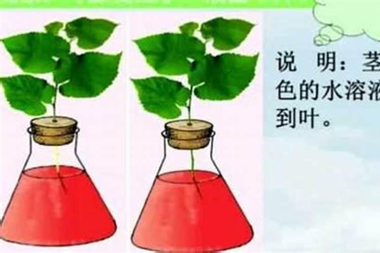 果树喷施叶面肥有什么好处？你怎么看？