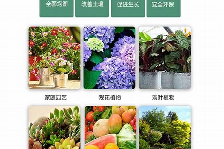 多肉植物能喷磷钾肥吗