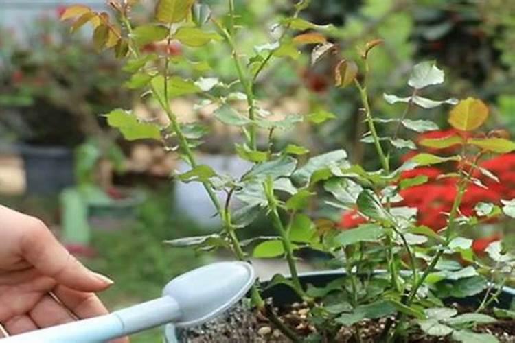 要想月季花快速冒笋芽该怎么养护