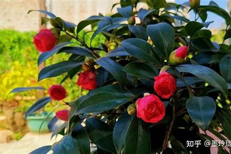 芒果树什么时候剪枝最好,在几月份修剪合适