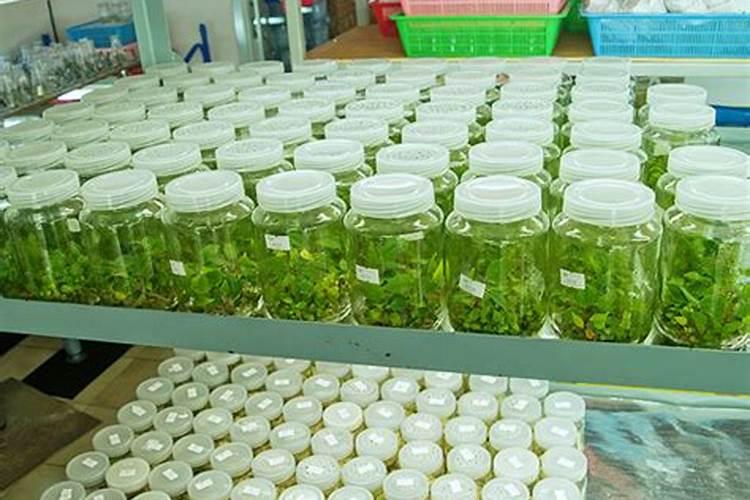 生根培养基中的大量元素