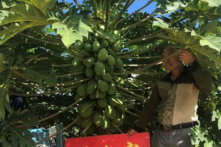 木瓜树黄叶怎么治