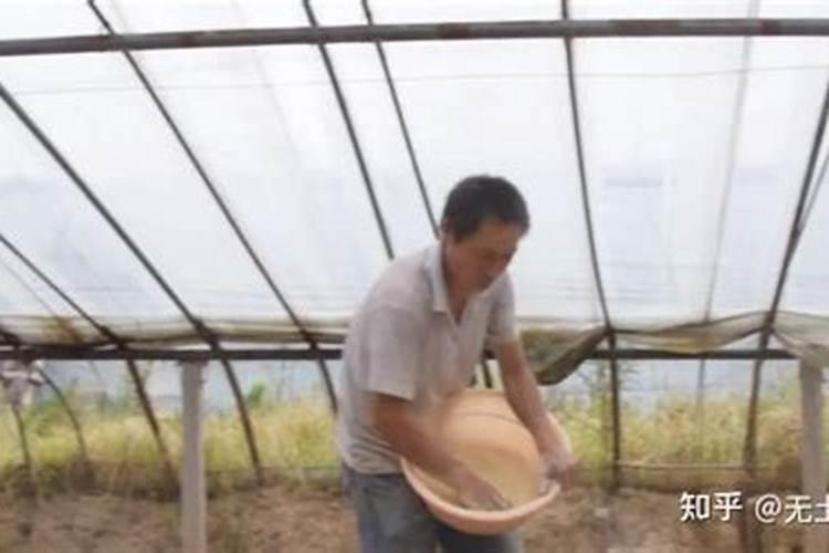 磷肥种菜的使用方法