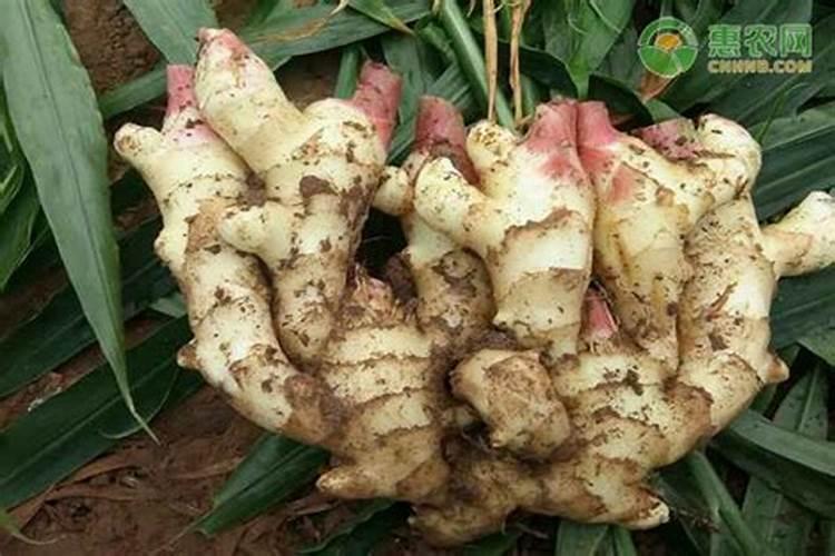 老姜的种植方法时间和怎样施肥