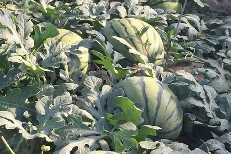 大棚西瓜壮果肥上什么肥好？西瓜专用肥哪家好？西瓜增甜防裂叶面肥金泰靓...