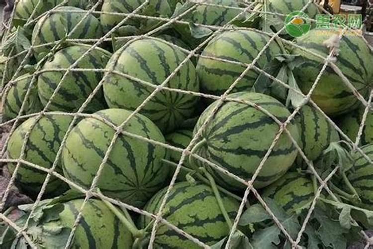 种西瓜用什么肥料