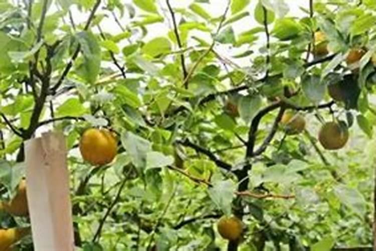 梨树为什么不宜使用氯化肥？