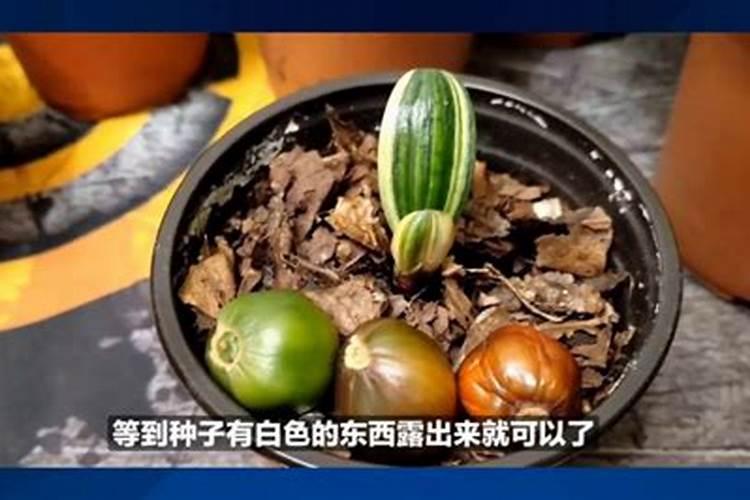 小葱苗移栽后不能浇水