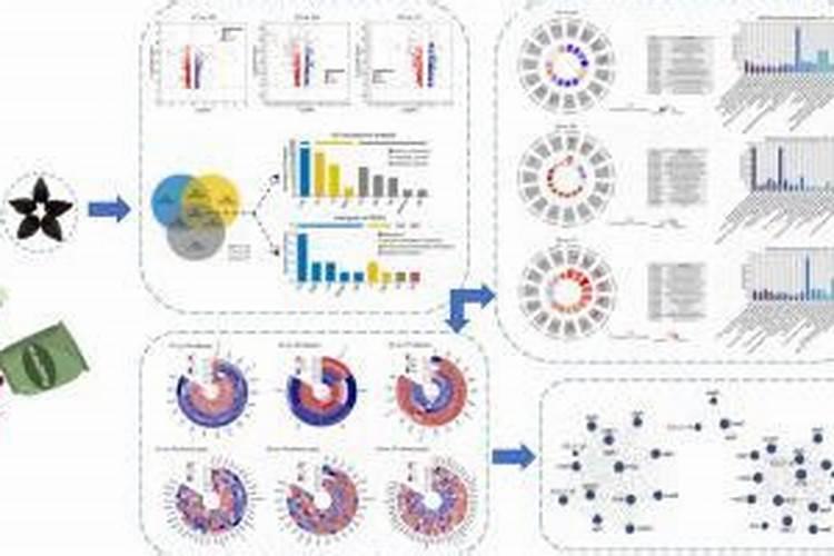 大蒜浸种用什么药好