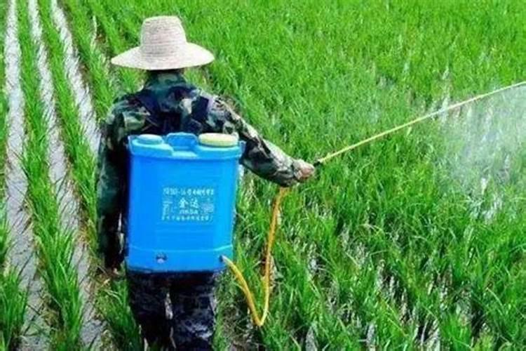 果树施肥后,果树几天后能够吸收