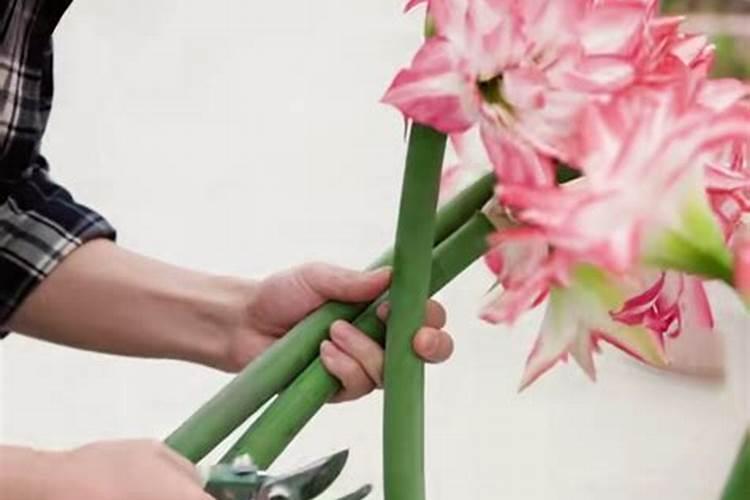 荷兰朱顶红种球怎样养殖