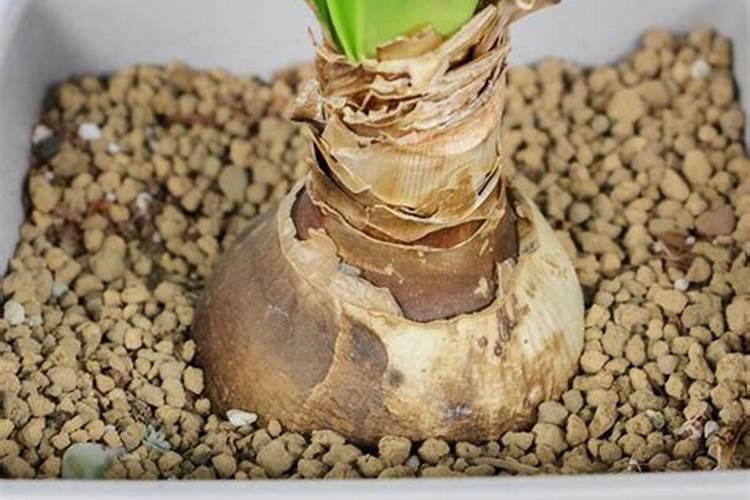 荷兰朱顶红种球怎样养殖