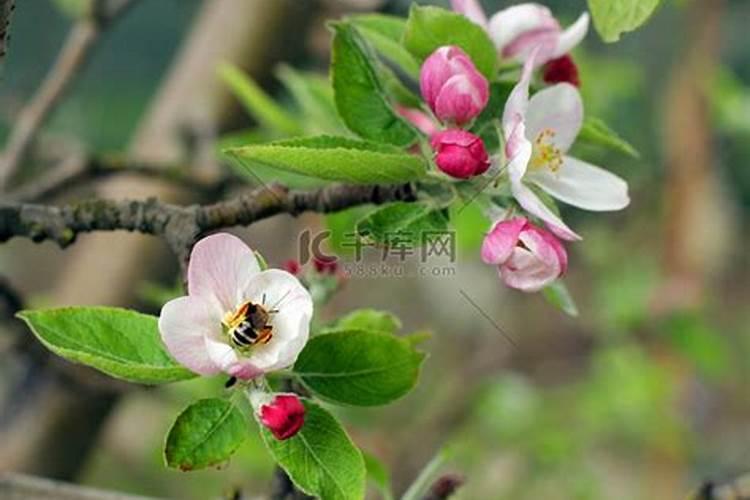 北方苹果什么时候施肥效果最好呢？