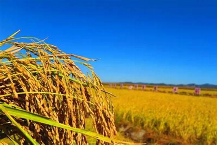 钙镁磷肥的施用方法及注意事项有哪些？