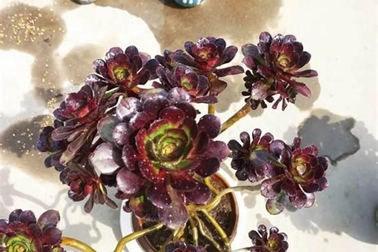 法师用什么肥料叶片又厚又肥