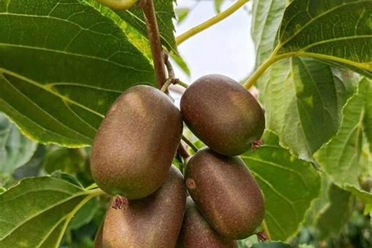 软枣猕猴桃开花前施什么肥？