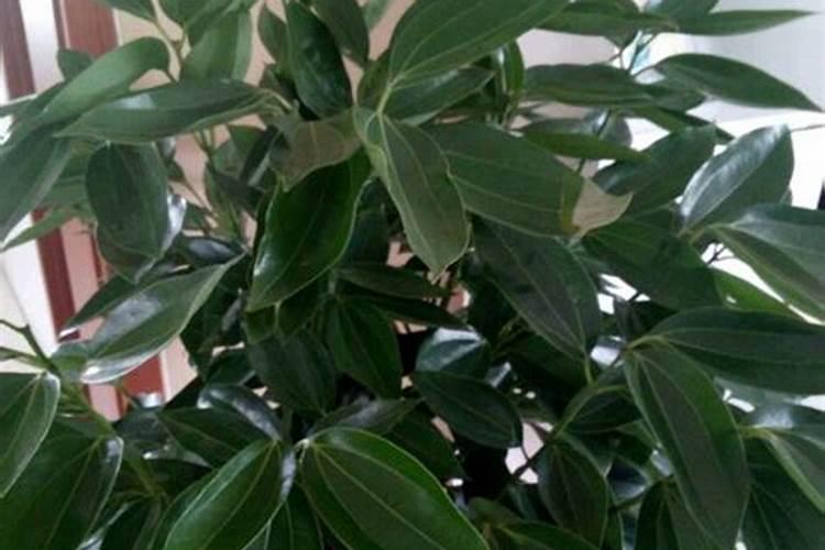 平安树施什么肥料好,氮磷钾肥促进生长(春秋两季施肥)